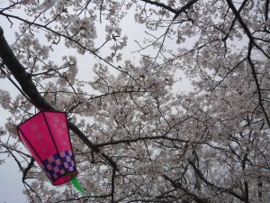 🌸お花見に出かけました🌸